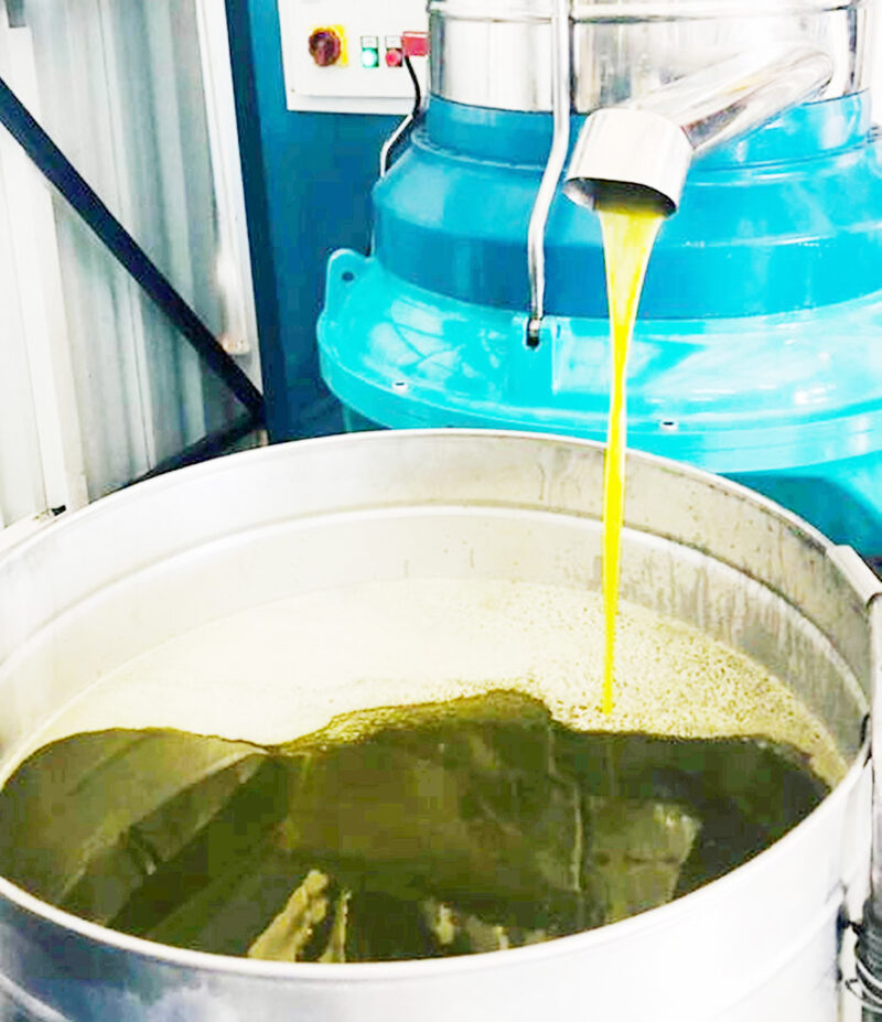 Tescilli Mut zeytinyağı Avrupa’ya ihraç ediliyor